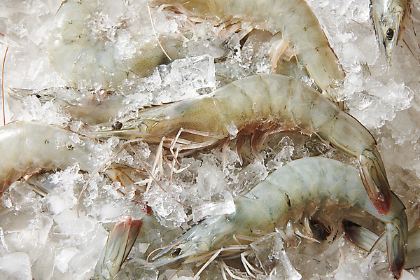 포토 JPG 스튜디오촬영 식재료 실내 근접촬영 사람없음 얼음 신선 대하 제철 제철음식 생새우 국내포토 자연요소 음식 뷰포인트 어패류 새우 내부 파일형식