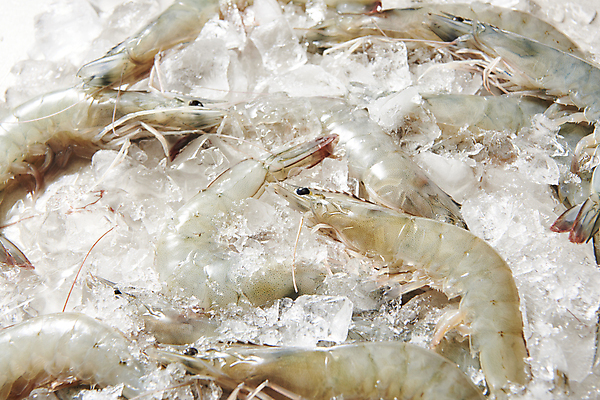 포토 JPG 스튜디오촬영 식재료 실내 사람없음 얼음 신선 대하 제철 제철음식 생새우 국내포토 자연요소 음식 어패류 새우 내부 파일형식