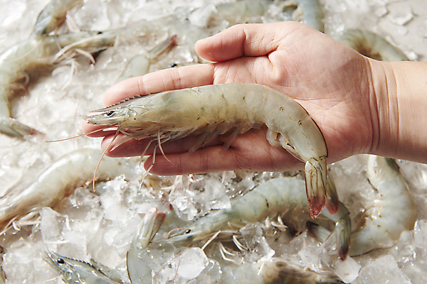 포토 JPG 스튜디오촬영 손 식재료 실내 들기 신체부위 얼음 신선 크기 대하 보여주기 제철 제철음식 생새우 국내포토 자연요소 음식 모션 어패류 새우 사람 내부 파일형식