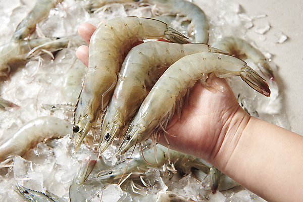 포토 JPG 스튜디오촬영 손 식재료 실내 들기 신체부위 얼음 신선 큼 대하 제철 제철음식 생새우 국내포토 자연요소 음식 모션 어패류 새우 사람 내부 크기 파일형식