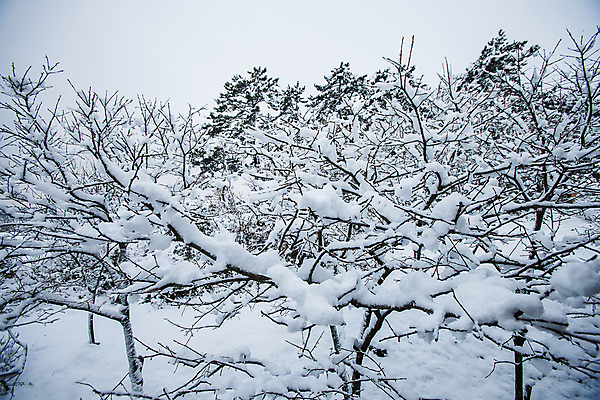 포토 JPG 주간 나무 겨울 사람없음 야외 눈 전라남도 신안 겨울풍경 눈덮임 국내포토 자연요소 식물 계절 컨셉 날씨 풍경 전라도 파일형식