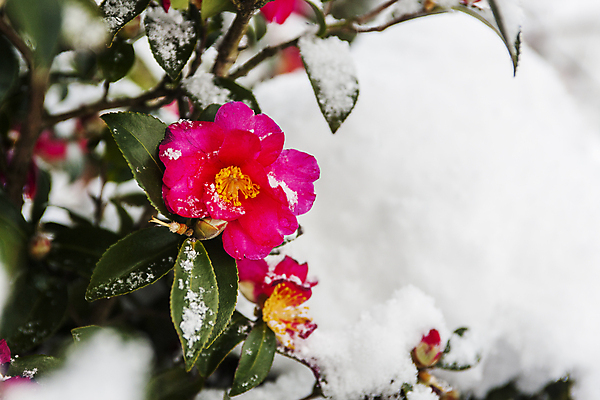 포토 JPG 주간 잎 겨울 사람없음 야외 눈 소프트포커스 전라남도 동백 신안 겨울풍경 눈덮임 국내포토 자연요소 식물 계절 꽃 컨셉 날씨 촬영기법 풍경 전라도 파일형식