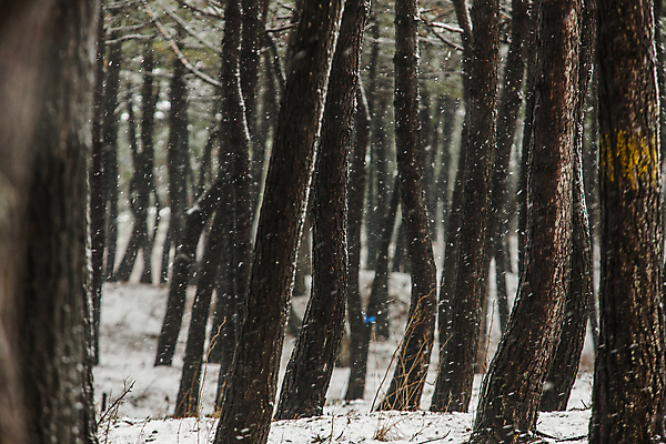 포토 JPG 주간 겨울 사람없음 야외 눈 소나무 전라남도 소나무숲 신안 눈내림 겨울풍경 국내포토 자연요소 나무 계절 날씨 눈_날씨 풍경 숲 전라도 파일형식