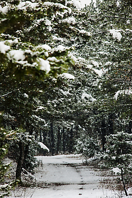 포토 JPG 주간 겨울 사람없음 야외 눈 소나무 전라남도 숲길 소나무숲 신안 눈내림 겨울풍경 국내포토 자연요소 나무 계절 길 날씨 눈_날씨 풍경 숲 전라도 파일형식