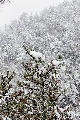 포토 JPG 주간 겨울 산 사람없음 야외 눈 소나무 전라남도 신안 눈내림 겨울풍경 국내포토 자연요소 나무 계절 날씨 눈_날씨 풍경 전라도 파일형식
