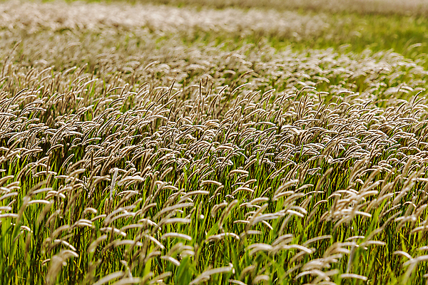 포토 JPG 주간 꽃밭 겨울 사람없음 야외 아웃포커스 전라남도 신안 겨울풍경 삘기꽃 국내포토 자연요소 계절 꽃 촬영기법 풍경 전라도 파일형식