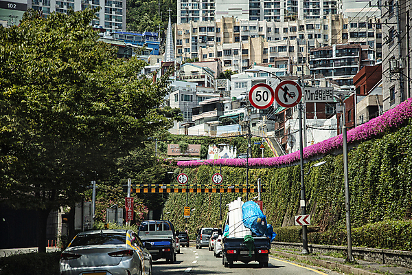 포토 JPG 주간 나무 꽃 도로 자동차 풍경 사람없음 야외 건물 담장 마을 트럭 도시 터널 담쟁이덩굴 부산 도로표시판 국내포토 자연요소 식물 건축물 길 육상교통 교통시설 한국 표지판 덩굴 파일형식