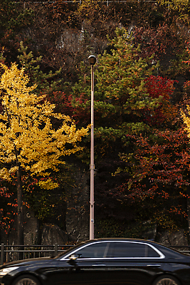 포토 JPG 단풍 낙엽 가로등 자동차 단풍나무 풍경 사람없음 야외 드라이브 가을 숲 안양 알록달록 국내포토 나무 계절 공공시설 육상교통 잎 컬러풀 운전 경기도 파일형식