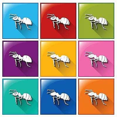 EPS 해외이미지 일러스트 버튼 사람없음 컬러풀 개미 해외일러스트 컬러 곤충 파일형식 벡터 이미지허브