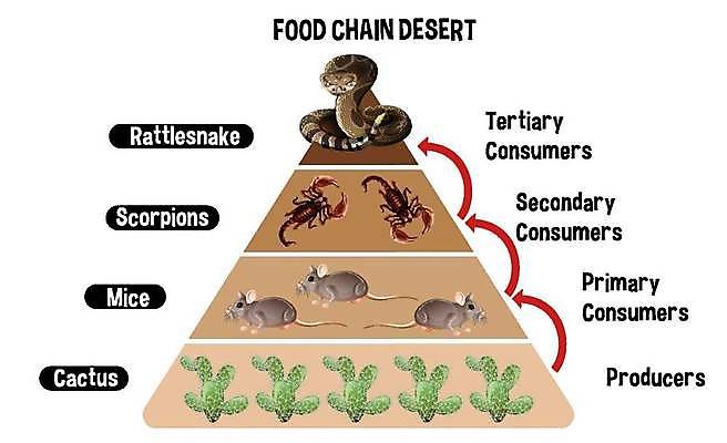 EPS 해외이미지 동물 교육 음식 일러스트 자연 선인장 건조 풍경 야외 그래픽 학습 스터디 환경 인포그래픽 사막 에너지 뜨거움 만화 먹기 묘사 그림 생태계 피라미드 육식동물 사냥꾼 최초 생태학 식용 초식 프로듀서 해외일러스트 식물 직업 건축물 모션 랜드마크 파일형식 벡터 이미지허브