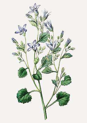 EPS 해외이미지 잎 일러스트 사람없음 빈티지 남색 그림 손그림 감성 캄파눌라 해외일러스트 식물 컬러 컨셉 파일형식 벡터 이미지허브