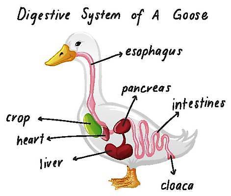 EPS 해외이미지 클립아트 동물 음식 과학 신체 채소 일러스트 포유류 해부 생물 세포 미술 그래픽 농작물 농장 정원 성장 하트 오르간 만화 그림 생물학 클립 간 미생물 시스템 거위 리빙 췌장 고립 동물상 해외일러스트 모양 교육 농업 의학 조류 문화예술 조형물 장기_의학 건반악기 파일형식 벡터 이미지허브