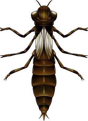 EPS 해외이미지 호수 곤충 신체 날개 일러스트 그래픽 강 투명 잠자리 습지 먹이 그림 생물학 애벌레 변태 해외일러스트 동물 교육 벌레 파일형식 벡터 이미지허브