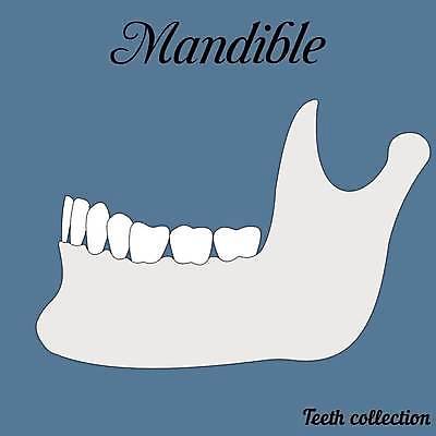 EPS 해외이미지 신체 일러스트 해부 왕관 뼈 건강 치과 사람 약 머리 입 구멍 오르간 닫기 치아 치과의사 아치 생물학 턱 고립 돌봄 우울증 해골모형 해외일러스트 교육 의학 모션 병원 신체부위 모형 의사 소화기관 건반악기 질병 파일형식 벡터 이미지허브