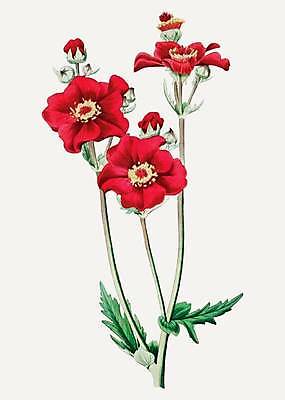 EPS 해외이미지 꽃 잎 일러스트 사람없음 빨간색 빈티지 그림 손그림 감성 해외일러스트 식물 컬러 컨셉 파일형식 벡터 이미지허브