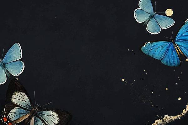 EPS 해외이미지 디자인 나비 백그라운드 일러스트 사람없음 파란색 검은색 카피스페이스 해외일러스트 컬러 곤충 공백 파일형식 벡터 이미지허브