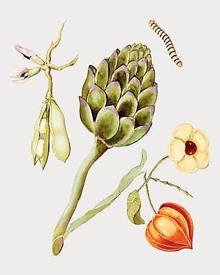 EPS 해외이미지 꽃 줄기 잎 일러스트 콩 사람없음 빈티지 벌레 콩깍지 꽈리 아티초크 해외일러스트 식물 곤충 컨셉 곡류 파일형식 벡터 이미지허브