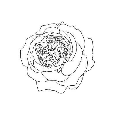 EPS 해외이미지 모양 식물 1 손 디자인 배너 꽃잎 꽃 선 결혼 꽃무늬 패턴 일러스트 자연 추상 미술 그래픽 장식 장미 유행 검은색 낭만 흰색 화려 우아함 스케치 문신 심볼 라인아트 싱글 그림 심플 윤곽 우표 고립 엘리먼트 미니멀 해외일러스트 컬러 컨셉 무늬 문화예술 이벤트 신체부위 생태계 파일형식 벡터 이미지허브