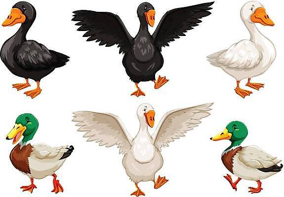 EPS 해외이미지 클립아트 동물 야생동물 농업 날개 일러스트 포유류 자연 생물 오리 종류 서기 그래픽 검은색 가축 흰색 만화 깃털 흰배경 그림 육식동물 멸종 리빙 내추럴 고립 이국적 해외일러스트 산업 컬러 백그라운드 모션 조류 생태계 파일형식 벡터 이미지허브