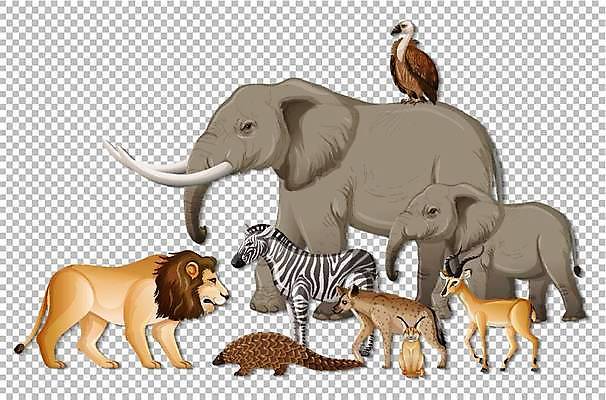 EPS 해외이미지 클립아트 식물 동물 이동 일러스트 포유류 아프리카 자연 코끼리 생물 동물원 미술 야외 세트 환경 고양이 투명 그룹 숲 사자 왕 만화 수집 사파리 육식동물 얼룩말 사냥꾼 리빙 고립 사바나 많음 시리즈 해외일러스트 직업 나라 컨셉 문화예술 반려동물 말_동물 생태계 파일형식 벡터 이미지허브