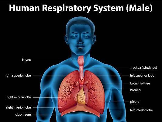 EPS 해외이미지 모델 교육 과학 신체 일러스트 해부 생물 건강 사람 그래픽 구멍 조직 오르간 호흡기관 코드 호흡 오브젝트 그림 생물학 파이프 시스템 산소 고립 궤 바이탈 해외일러스트 의학 장기_의학 원소 건반악기 파일형식 벡터 이미지허브