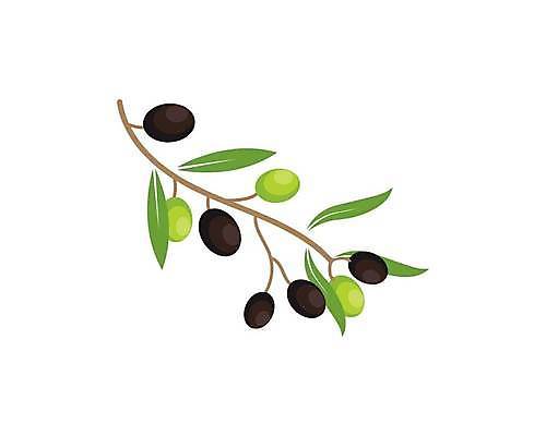EPS 해외이미지 나무 식물 디자인 음식 백그라운드 잎 농업 채소 과일 일러스트 포장 자연 건강 초록색 라벨 물방울 나뭇가지 신선 기름 심볼 사인 에코 유기농 올리브 짐싸기 내추럴 엘리먼트 해외일러스트 웰빙 열매 산업 컬러 프레임 환경 생태계 파일형식 벡터 이미지허브