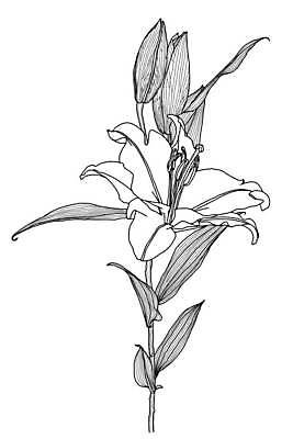 EPS 해외이미지 식물 디자인 꽃잎 꽃 선 줄기 결혼 잎 꽃무늬 패턴 일러스트 자연 잉크 흑백 창조 미술 사람없음 그래픽 장식 한개 검은색 흰색 나뭇가지 화려 우아함 인쇄 스케치 라인아트 싱글 흰배경 그림 윤곽 고립 엘리먼트 스타일 현실 디테일 해외일러스트 나무 1 컬러 백그라운드 컨셉 무늬 문화예술 촬영기법 이벤트 생태계 파일형식 벡터 이미지허브