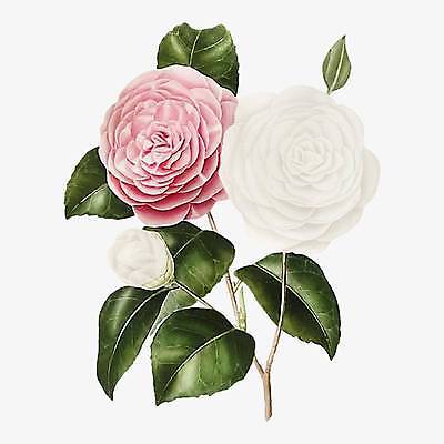 EPS 해외이미지 분홍색 일러스트 사람없음 장미 흰색 엘리먼트 해외일러스트 꽃 컬러 파일형식 벡터 이미지허브