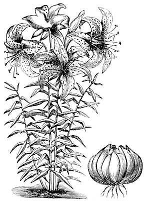 EPS 해외이미지 식물 꽃잎 꽃 줄기 백그라운드 잎 꽃무늬 패턴 일러스트 자연 미술 검은색 봄 수확 골동품 벚꽃 흰색 신선 백합 그림 향기 꽃가루 판화 내추럴 꽃수술 옛날 해외일러스트 계절 컬러 무늬 농업 문화예술 가루 생태계 냄새 파일형식 벡터 이미지허브