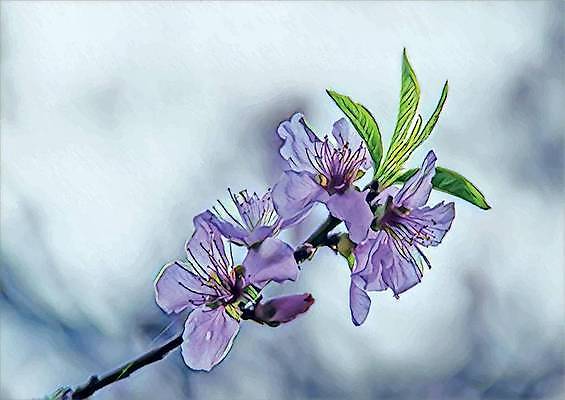 EPS 해외이미지 식물 디자인 배너 계절 꽃잎 꽃 분홍색 꽃다발 결혼 백그라운드 잎 꽃무늬 밭 일러스트 자연 휴가 부활절 미술 초원 야외 그래픽 장식 초록색 여름 컬러풀 노란색 정원 봄 수확 벚꽃 흰색 나뭇가지 신선 신용카드 개화 그림 내추럴 고립 엘리먼트 해외일러스트 나무 기념일 컬러 무늬 농업 문화예술 이벤트 금융 생태계 파일형식 벡터 이미지허브