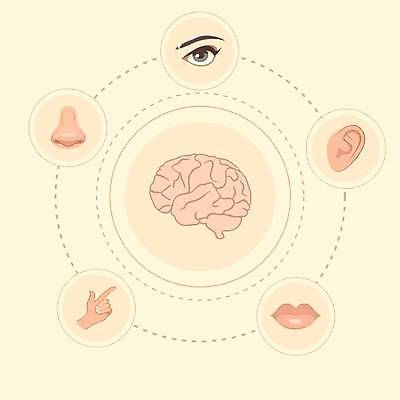EPS 해외이미지 손 디자인 응시 교육 얼굴 과학 신체 일러스트 부분 손가락 해부 사람 그래픽 세트 듣기 터치 흰색 입 감각 맛 만화 수집 심볼 입술 사인 뇌 코 냄새 귀 5 고립 해외일러스트 시선 컬러 컨셉 의학 모션 신체부위 숫자 파일형식 벡터 이미지허브