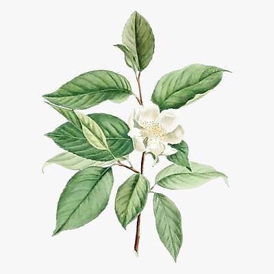 EPS 해외이미지 식물 꽃 줄기 잎 일러스트 사람없음 초록색 흰색 빈티지 해외일러스트 컬러 컨셉 파일형식 벡터 이미지허브