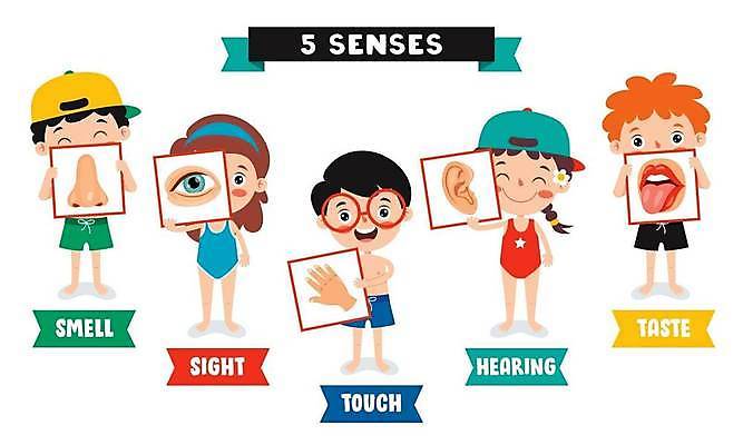 EPS 해외이미지 손 응시 교육 얼굴 어린이 일러스트 해부 세트 건강관리 소리 듣기 터치 입 감각 오르간 맛 만화 혀 뇌 코 시력 냄새 귀 비전 해외일러스트 시선 컨셉 의학 모션 건강 관리 사람 신체부위 건반악기 파일형식 벡터 이미지허브