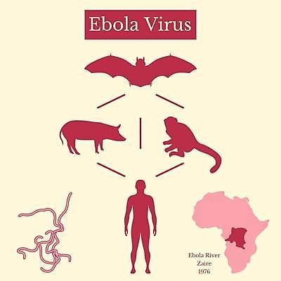 EPS 해외이미지 디자인 과학 지도 일러스트 아프리카 안전 사람 타이포그라피 그래픽 약 인포그래픽 고통 정보 원숭이 죽음 돼지 열 플랫 바이러스 질병 심볼 사인 생물학 여우 번짐 미생물 박쥐 전송 전염병 해외일러스트 문자 교육 감정 나라 포유류 의학 생물 파일형식 벡터 효과 이미지허브