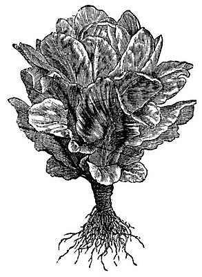 EPS 해외이미지 음식 백그라운드 잎 채소 일러스트 재료 포장 자연 건강 미술 초록색 검은색 샐러드 수확 골동품 흰색 신선 상추 그림 유기농 뿌리 칼로리 판화 고립 옛날 로메인상추 해외일러스트 식물 웰빙 컬러 농업 문화예술 생태계 파일형식 벡터 이미지허브