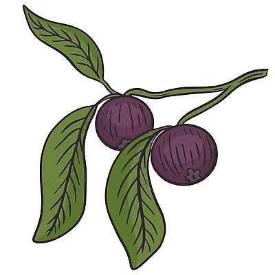 EPS 해외이미지 식물 디자인 음식 잎 농업 다이어트 과일 일러스트 재료 자연 디저트 건강 동양인 정원 보라색 주스 수확 흰색 나뭇가지 신선 달콤 만화 스케치 자르기 심볼 싱글 유기농 날것 내추럴 숙성 엘리먼트 이국적 채식주의자 비건 맛있는 해외일러스트 나무 웰빙 산업 음료 컬러 모션 미술 인종 맛 생태계 채식 파일형식 벡터 이미지허브