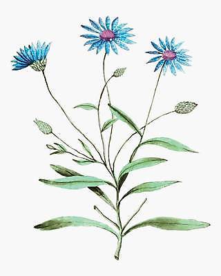 EPS 해외이미지 식물 꽃 줄기 잎 일러스트 사람없음 파란색 빈티지 꽃봉오리 해외일러스트 컬러 컨셉 파일형식 벡터 이미지허브