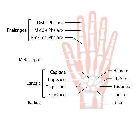 EPS 해외이미지 손 과학 신체 일러스트 손가락 해부 뼈 골격 건강 병원 사람 스터디 약 고통 의사 엄지손가락 오르간 질병 손목 생물학 시스템 팔 외과 고립 돌봄 해외일러스트 교육 감정 의학 모션 신체부위 학습 의료진 건반악기 파일형식 벡터 이미지허브
