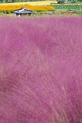 포토 JPG 주간 자연 사람없음 야외 가을풍경 가을 가득함 정자 경기도 여러해살이풀 핑크뮬리 의왕 국내포토 자연요소 식물 건축물 계절 한국 풍경 풀_식물 생태계 파일형식 가을_계절