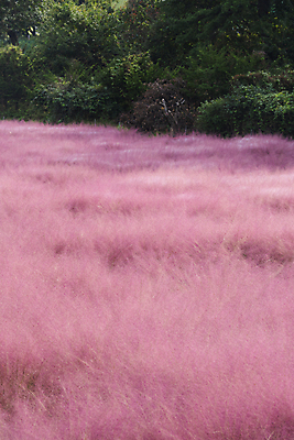 포토 JPG 주간 자연 사람없음 야외 가을풍경 가을 가득함 경기도 여러해살이풀 핑크뮬리 의왕 국내포토 자연요소 식물 계절 한국 풍경 풀_식물 생태계 파일형식 가을_계절