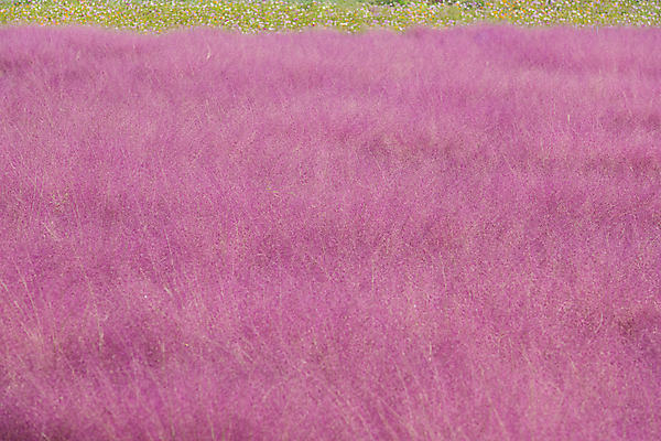 포토 JPG 주간 자연 사람없음 야외 가을풍경 가을 가득함 경기도 여러해살이풀 핑크뮬리 의왕 국내포토 자연요소 식물 계절 한국 풍경 풀_식물 생태계 파일형식 가을_계절