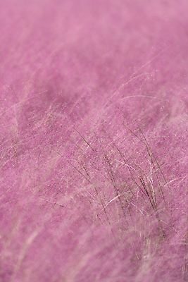 포토 JPG 주간 분홍색 자연 사람없음 야외 가을풍경 가을 가득함 경기도 여러해살이풀 핑크뮬리 의왕 국내포토 자연요소 식물 계절 컬러 한국 풍경 풀_식물 생태계 파일형식 가을_계절