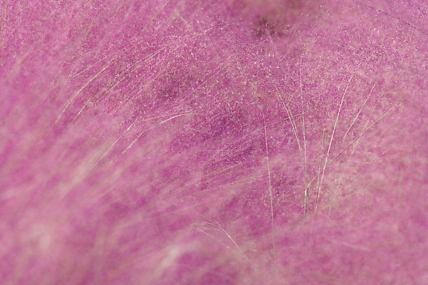 포토 JPG 주간 분홍색 자연 사람없음 야외 가을풍경 가을 소프트포커스 가득함 경기도 여러해살이풀 핑크뮬리 의왕 국내포토 자연요소 식물 계절 컬러 한국 촬영기법 풍경 풀_식물 생태계 파일형식 가을_계절