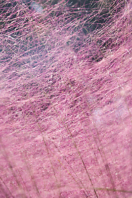 포토 JPG 주간 자연 근접촬영 사람없음 야외 가을풍경 가을 경기도 여러해살이풀 핑크뮬리 의왕 국내포토 자연요소 식물 계절 뷰포인트 한국 풍경 풀_식물 생태계 파일형식 가을_계절