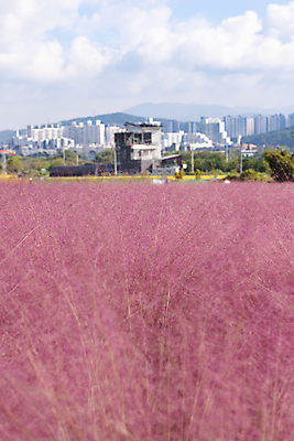 포토 JPG 주간 구름 자연 하늘 사람없음 야외 건물 가을풍경 가을 도시 경기도 여러해살이풀 핑크뮬리 의왕 국내포토 자연요소 식물 건축물 계절 한국 풍경 풀_식물 생태계 파일형식 가을_계절