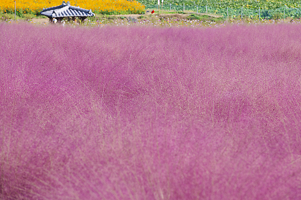 포토 JPG 주간 자연 사람없음 야외 가을풍경 가을 가득함 정자 경기도 여러해살이풀 핑크뮬리 의왕 국내포토 자연요소 식물 건축물 계절 한국 풍경 풀_식물 생태계 파일형식 가을_계절