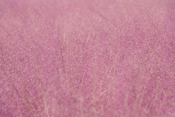 포토 JPG 주간 분홍색 자연 사람없음 야외 가을풍경 가을 가득함 경기도 여러해살이풀 핑크뮬리 의왕 국내포토 자연요소 식물 계절 컬러 한국 풍경 풀_식물 생태계 파일형식 가을_계절