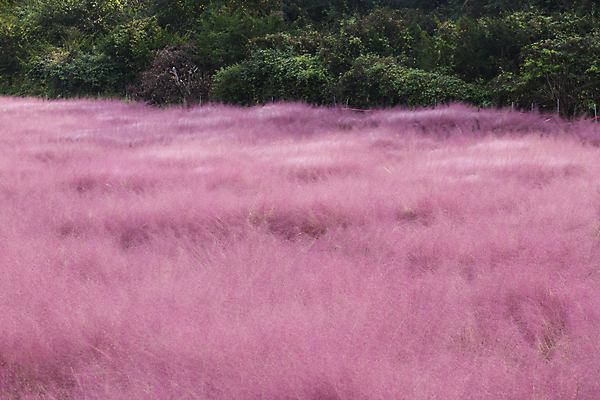 포토 JPG 주간 자연 사람없음 야외 가을풍경 가을 가득함 경기도 여러해살이풀 핑크뮬리 의왕 국내포토 자연요소 식물 계절 한국 풍경 풀_식물 생태계 파일형식 가을_계절