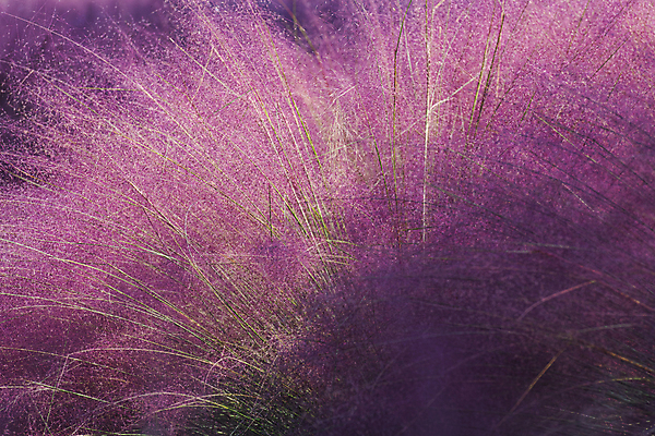 포토 JPG 주간 분홍색 자연 사람없음 야외 가을풍경 가을 가득함 경기도 여러해살이풀 핑크뮬리 의왕 국내포토 자연요소 식물 계절 컬러 한국 풍경 풀_식물 생태계 파일형식 가을_계절