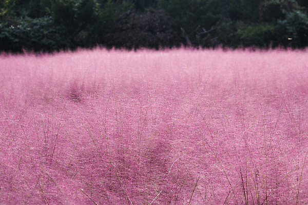 포토 JPG 주간 자연 사람없음 야외 가을풍경 가을 가득함 경기도 여러해살이풀 핑크뮬리 의왕 국내포토 자연요소 식물 계절 한국 풍경 풀_식물 생태계 파일형식 가을_계절